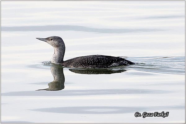 80_red-throated_loon.jpg - Red-Throated Loon, Gavia stellata, Ridjogrli morski gnjurac, Mesto - Location: Novi Sad, Serbia