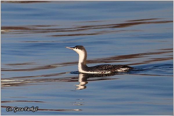 81_red-throated_loon.jpg - Red-Throated Loon, Gavia stellata, Ridjogrli morski gnjurac,Mesto - Location: Backo gradiste, Serbia