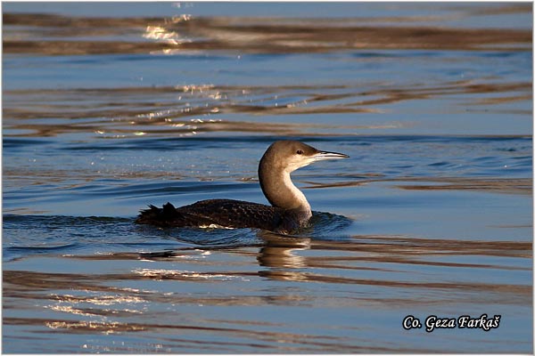 85_arctic_loon.jpg - Arctic Loon, Gavia artica, Crnogrli morski gnjurac, Mesto - Location: Novi Sad, Serbia