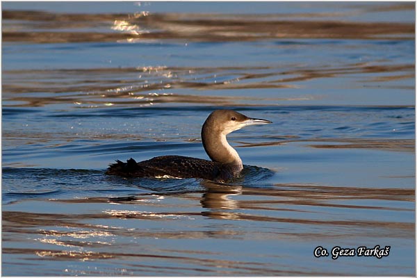 85_arctic_loon.jpg - Arctic Loon, Gavia artica, Crnogrli morski gnjurac, Mesto - Location: Novi Sad, Serbia