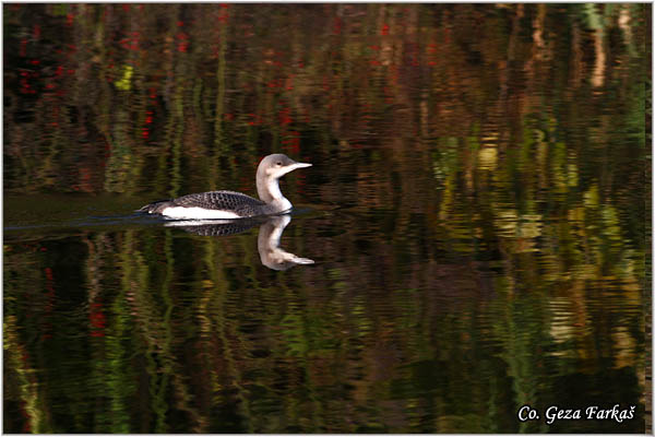 86_arctic_loon.jpg - Arctic Loon, Gavia artica, Crnogrli morski gnjurac, Mesto - Location: Backo gradiste, Serbia