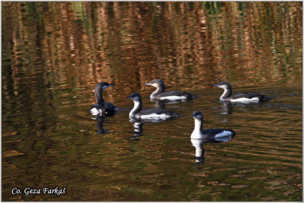 87_arctic_loon.jpg - Arctic Loon, Gavia artica, Crnogrli morski gnjurac, Mesto - Location: Backo gradiste, Serbia