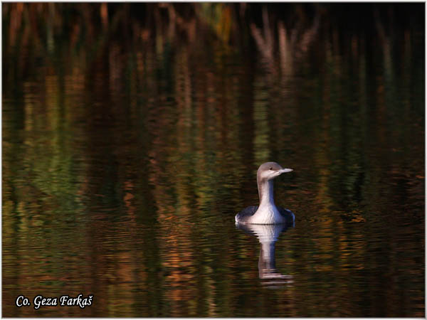 88_arctic_loon.jpg - Arctic Loon, Gavia artica, Crnogrli morski gnjurac, Mesto - Location: Backo gradiste, Serbia