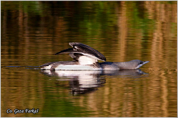 89_arctic_loon.jpg - Arctic Loon, Gavia artica, Crnogrli morski gnjurac, Mesto - Location: Backo gradiste, Serbia