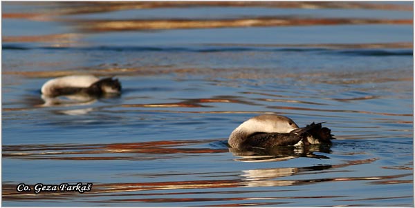 91_arctic_loon.jpg - Arctic Loon, Gavia artica, Crnogrli morski gnjurac, Mesto - Location: Novi Sad, Serbia