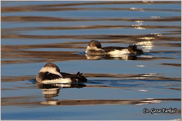 92_arctic_loon.jpg - Arctic Loon, Gavia artica, Crnogrli morski gnjurac, Mesto - Location: Novi Sad, Serbia