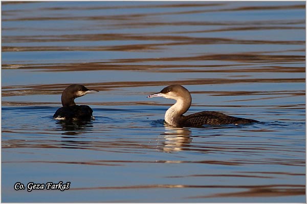 93_arctic_loon.jpg - Arctic Loon, Gavia artica, Crnogrli morski gnjurac, Mesto - Location: Novi Sad, Serbia