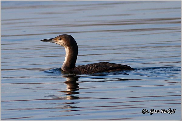 94_arctic_loon.jpg - Arctic Loon, Gavia artica, Crnogrli morski gnjurac, Mesto - Location: Novi Sad, Serbia