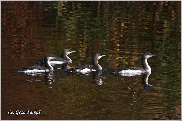 95_arctic_loon.jpg - Arctic Loon, Gavia artica, Crnogrli morski gnjurac, Mesto - Location: Backo gradiste, Serbia