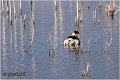 02_black-necked_grebe