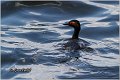 03_black-necked_grebe