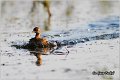 09_little_grebe