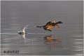 10_little_grebe