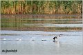 12_great_crested_grebe