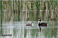 13_great_crested_grebe