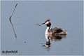14_great_crested_grebe
