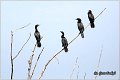 19_pygmy_cormorant