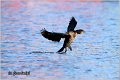 22_pygmy_cormorant