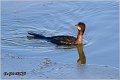 26_pygmy_cormorant