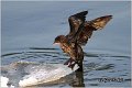 30_pygmy_cormorant