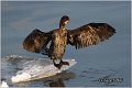 31_pygmy_cormorant