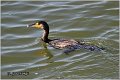 33_cormorant