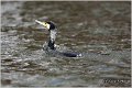 37_cormorant