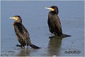 44_cormorant