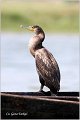 49_cormorant