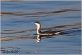 81_red-throated_loon