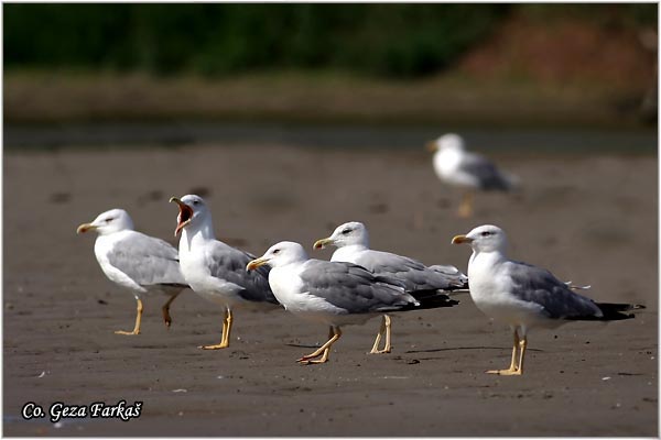 001_yellow-legged_gull.jpg - Yellow-legged Gull,  Larus cachinnans, Mesto - Location, Novi Sad, Serbia