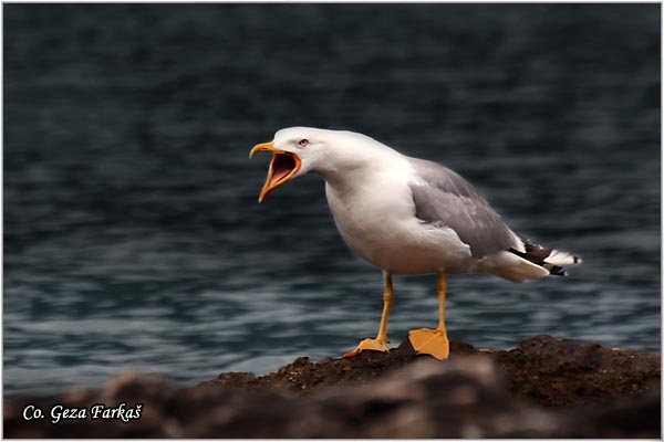 002_yellow-legged_gull.jpg - Yellow-legged Gull,  Larus cachinnans, Mesto - Location Herzeg Novi, Montenegro