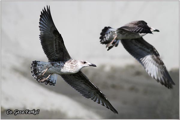 005_yellow-legged_gull.jpg - Yellow-legged Gull,  Larus cachinnans, Mesto - Location, Novi Sad, Serbia