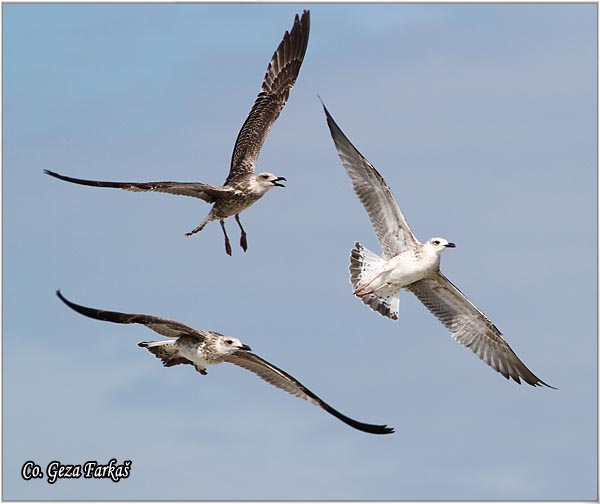 006_yellow-legged_gull.jpg - Yellow-legged Gull,  Larus cachinnans, Mesto - Location, Novi Sad, Serbia