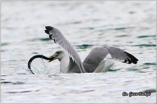 038_western_yellow-legged_gull.jpg - Western Yellow-legged Gull, Larus michahellis, Morski galeb, Location - mesto: Skihatos Greece