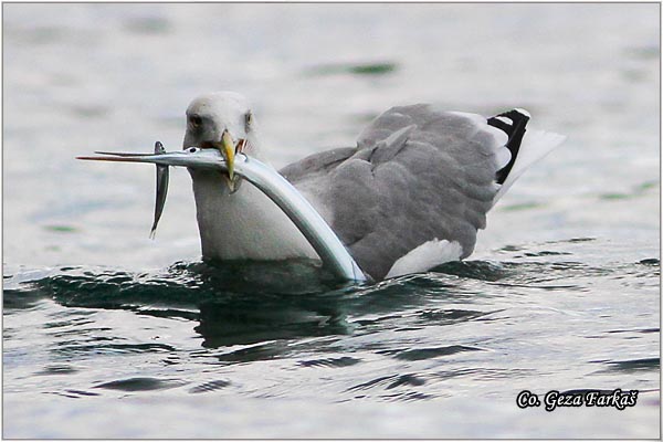 039_western_yellow-legged_gull.jpg - Western Yellow-legged Gull, Larus michahellis, Morski galeb, Location - mesto: Skihatos Greece