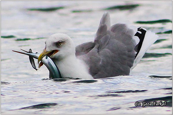 040_western_yellow-legged_gull.jpg - Western Yellow-legged Gull, Larus michahellis, Morski galeb, Location - mesto: Skihatos Greece