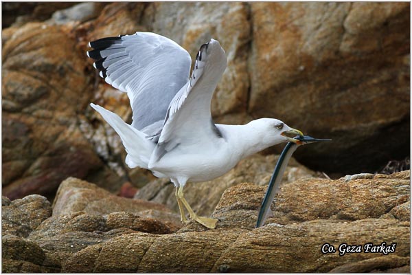 041_western_yellow-legged_gull.jpg - Western Yellow-legged Gull, Larus michahellis, Morski galeb, Location - mesto: Skihatos Greece