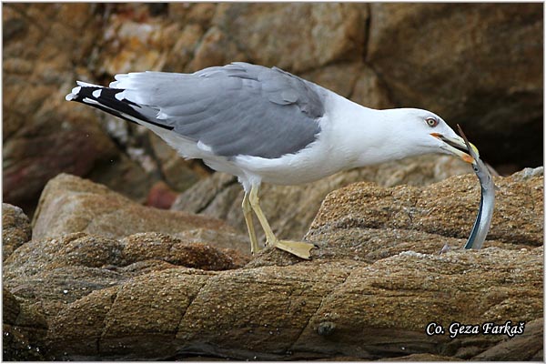 042_western_yellow-legged_gull.jpg - Western Yellow-legged Gull, Larus michahellis, Morski galeb, Location - mesto: Skihatos Greece