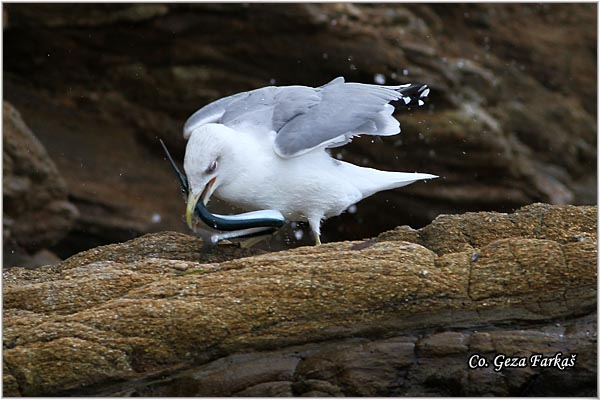 043_western_yellow-legged_gull.jpg - Western Yellow-legged Gull, Larus michahellis, Morski galeb, Location - mesto: Skihatos Greece