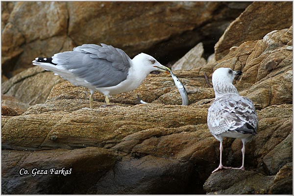 044_western_yellow-legged_gull.jpg - Western Yellow-legged Gull, Larus michahellis, Morski galeb, Location - mesto: Skihatos Greece