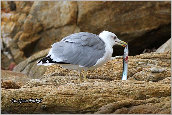 045_western_yellow-legged_gull.jpg - Western Yellow-legged Gull, Larus michahellis, Morski galeb, Location - mesto: Skihatos Greece