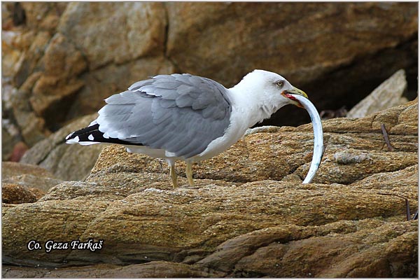 046_western_yellow-legged_gull.jpg - Western Yellow-legged Gull, Larus michahellis, Morski galeb, Location - mesto: Skihatos Greece