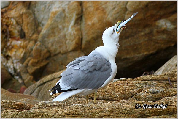 047_western_yellow-legged_gull.jpg - Western Yellow-legged Gull, Larus michahellis, Morski galeb, Location - mesto: Skihatos Greece