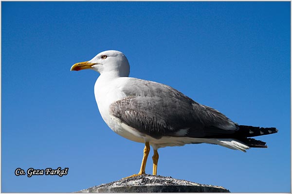 048_western_yellow-legged_gull.jpg - Western Yellow-legged Gull, Larus michahellis, Morski galeb, Location - mesto: Lisboa Portugalia