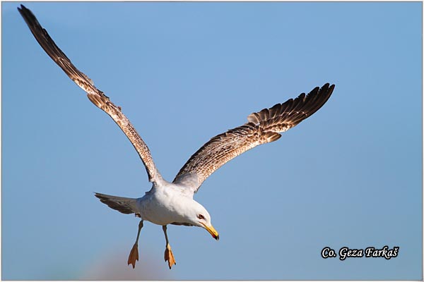 049_western_yellow-legged_gull.jpg - Western Yellow-legged Gull, Larus michahellis, Morski galeb, Location - mesto: Lisboa Portugalia