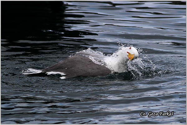 100_azores_yellow-legged_gul.jpg - Azores Yellow-legged Gull, Larus michahellis atlantis, Azorski sinji galeb , Mesto - Location: Sao Miguel island, Azores