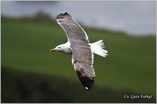 101_azores_yellow-legged_gul.jpg - Azores Yellow-legged Gull, Larus michahellis atlantis, Azorski sinji galeb , Mesto - Location: Sao Miguel island, Azores