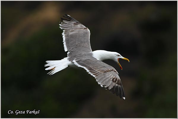 102_azores_yellow-legged_gul.jpg - Azores Yellow-legged Gull, Larus michahellis atlantis, Azorski sinji galeb , Mesto - Location: Sao Miguel island, Azores