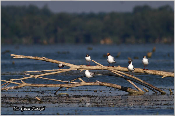 119_black-headed_gull.jpg - Black-headed Gull,  Larus ridibundus, Rcni galeb, Mesto - Location: Labudovo okno, Serbia